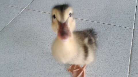 A duck running after people is very funny