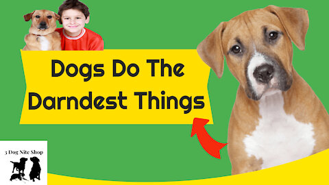 Dog Do The Darndest Things