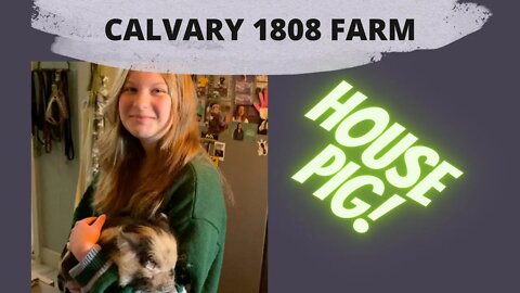 Ready for Breeding and a house guest - Ep-18 #kunekune #farming #homesteading