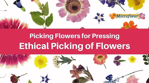 Picking Flowers for Pressing - Ethical Picking