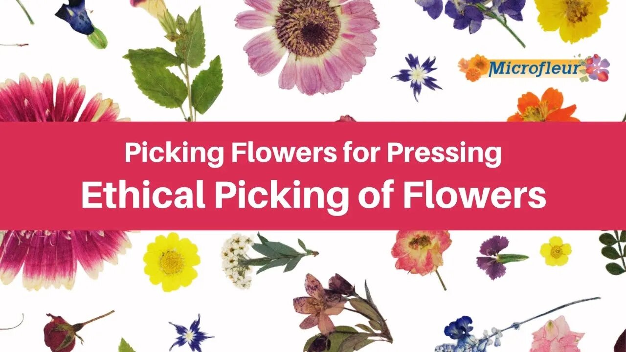 Picking Flowers for Pressing - Ethical Picking