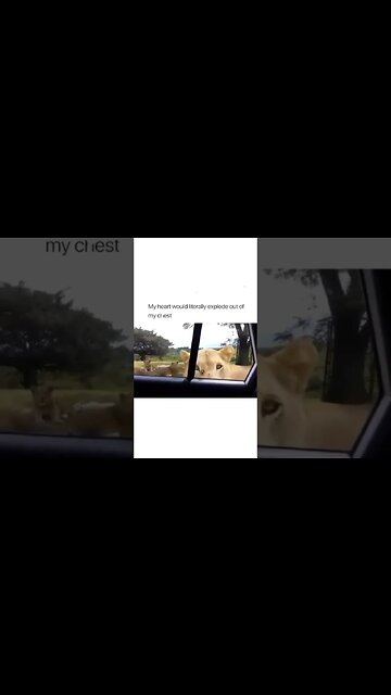 Died and came back to life! 😂😂😂😂 #shorts #lion #subscribe #viral #shortvideo #reels #lol #funny
