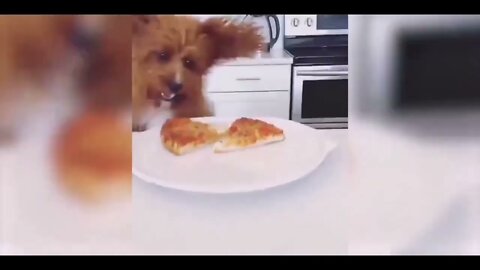 Funniest Animals Videos Best Cute Cats😹 and Crazy Dogs🐶 Videos 2022! FUNNY ANIMALS' SOCIETY