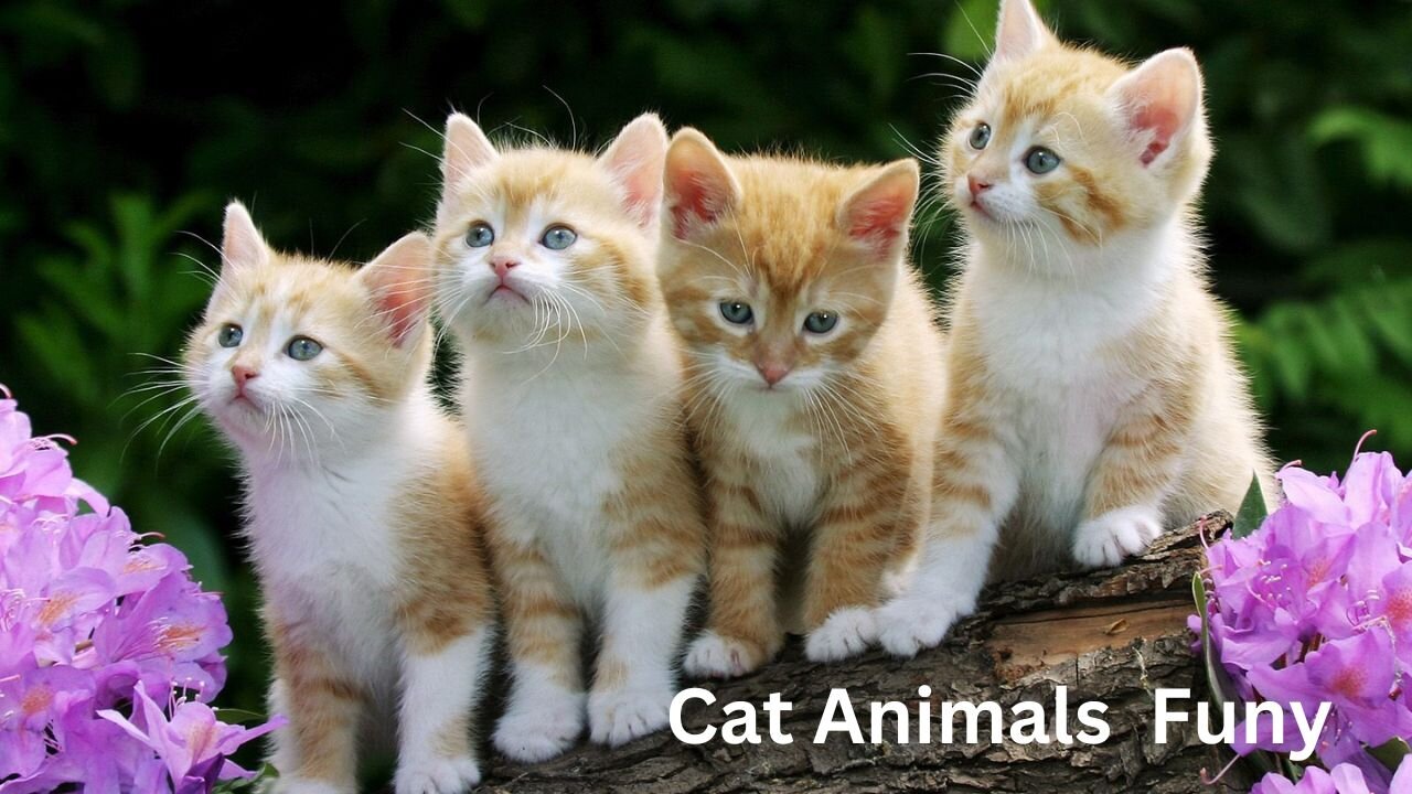 FUNNY CATS and DOGS & other ANIMALS š±š¶? New Funniest Animals Videos 2024