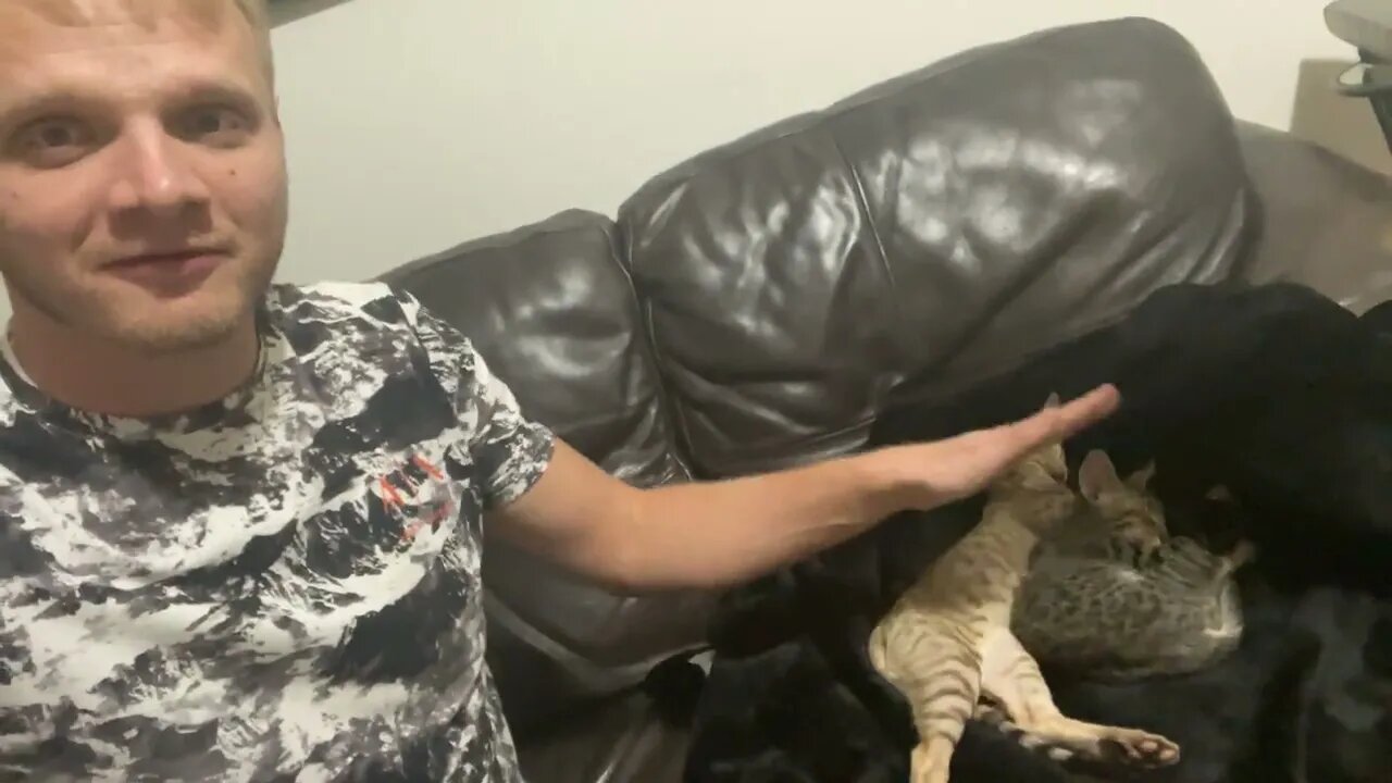 Petting 3,000 Dollars Worth Of Purebred Cats At Once