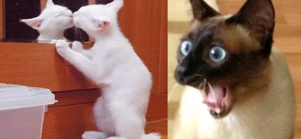 Funny animals reaction videos _Try not to laugh 🤣