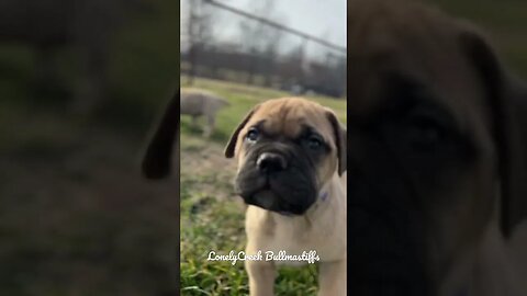 Sweet Serendipity puppies! #bullmastiff #bullmastiffpuppy #lonelycreek