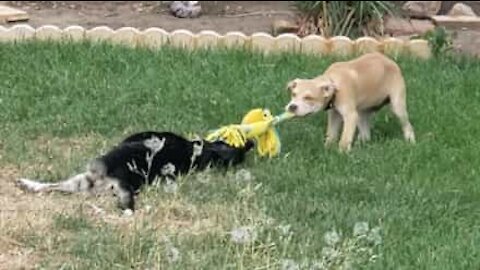 Cão bebé arrasta cão adulto para brincar