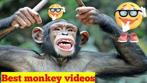 monkey and dog puppies compilation :)