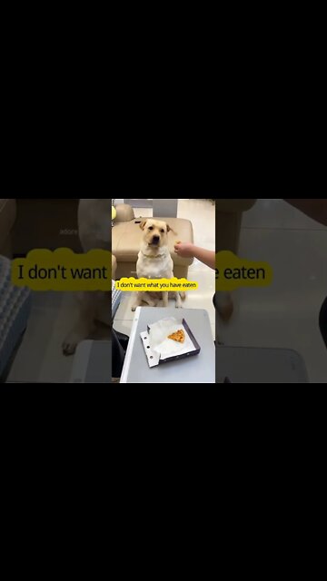 Dog: I will not eat what you have eaten ! #shorts