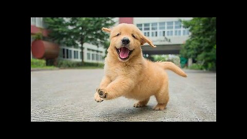 Funny animals video, kitten cat funny video, funny cats and dogs