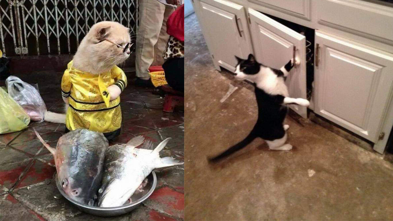 Burst into LAUGHTER with CUTE CAT - ANIMAL FUNNY VIDEO | CUTE PET