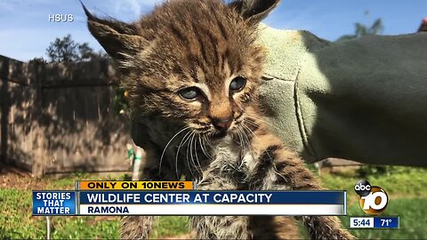 Fund for the Animals Wildlife Center at capacity, caring for record number of patients
