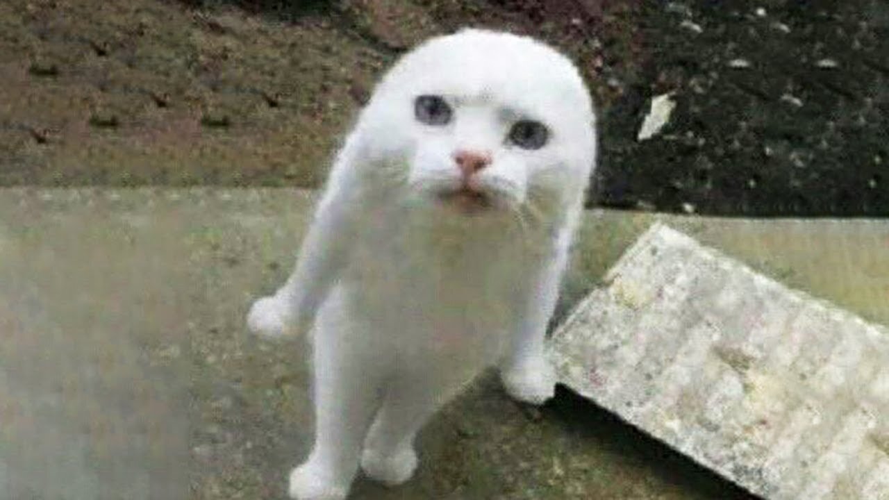 Best Funny animal videos can't help but laugh