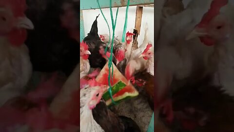 #دجاج #بطيخ_احمر