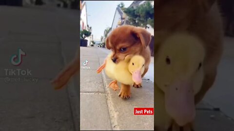 Cute puppy & best friend #shorts #cute #tiktok #viral #funnyanimals