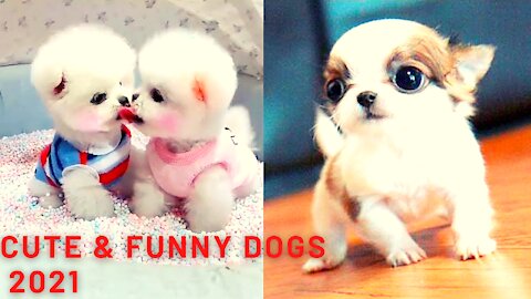 Best of Cute & Funny Dogs 2021 - TRY NOT TO AWW CHALLENGE!!