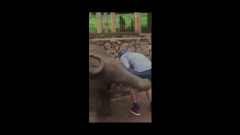 ELEPHANT 🐘 WILL HIT HIM. WHAT ANIMALS DOING HERE