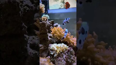 Aquário de Respeito #shorts