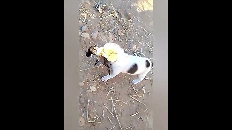 Funniest cats and dogs videos 2023funny animals videos try not to laugh complication #funny #cat