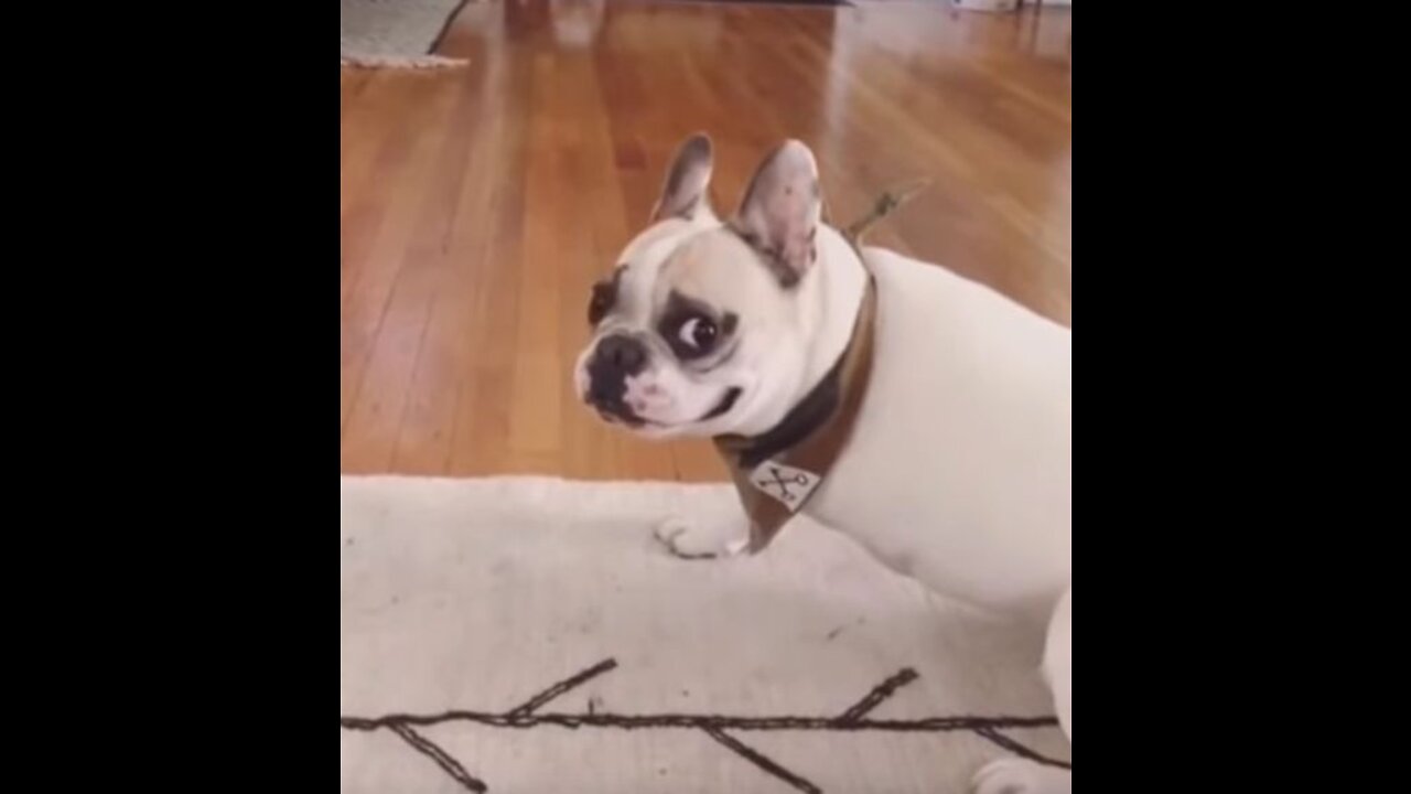 Best of YouTube: 🤣 Funniest 🐶 Dogs and 😻 Cats - Awesome Funny Pet Animals Life Videos 😇