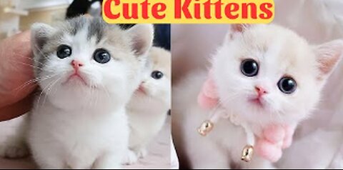 cute cats