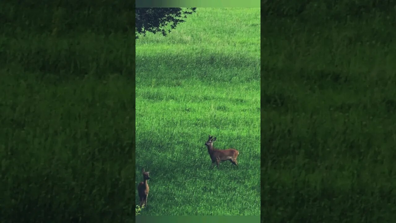 #deer #wildlife #animals #shorts #viral #viralvideo #subscribe #shortsvideo #new #shortsfeed