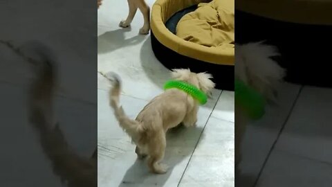 cute puppies cute | puppy videos | cute puppies shorts 22 | short vlogs 🐕#shorts #viral #shortvlog