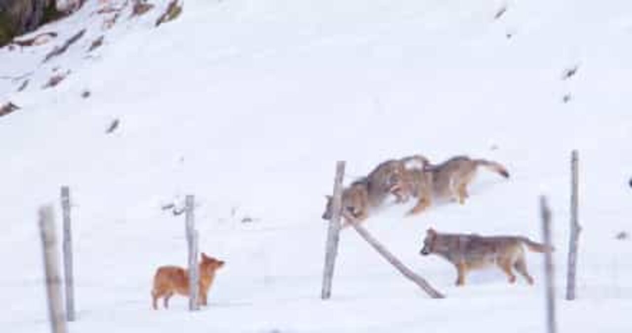 Cão enfrenta três lobos num jogo ameaçador