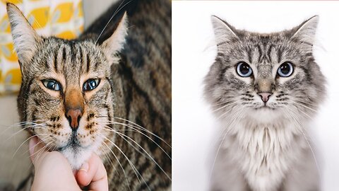 Cute cat 🐈 cat video 💯🐈