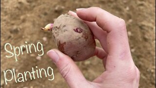Spring Flowers, Garden Prep, and Planting