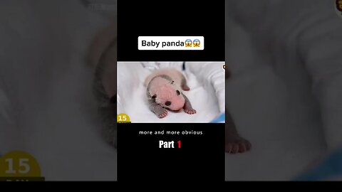 Baby Panda 😱😱 #shortfilm #movie #film #panda #babypanda