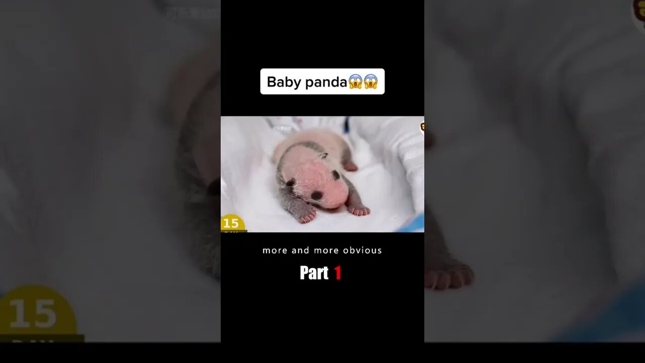 Baby Panda 😱😱 #shortfilm #movie #film #panda #babypanda