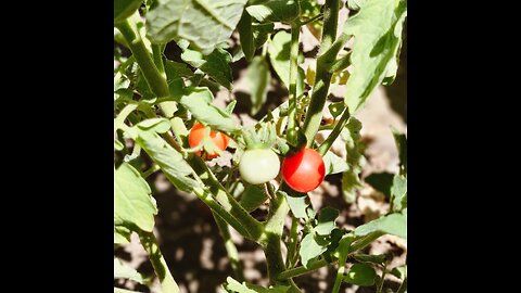 cherry tomatoes