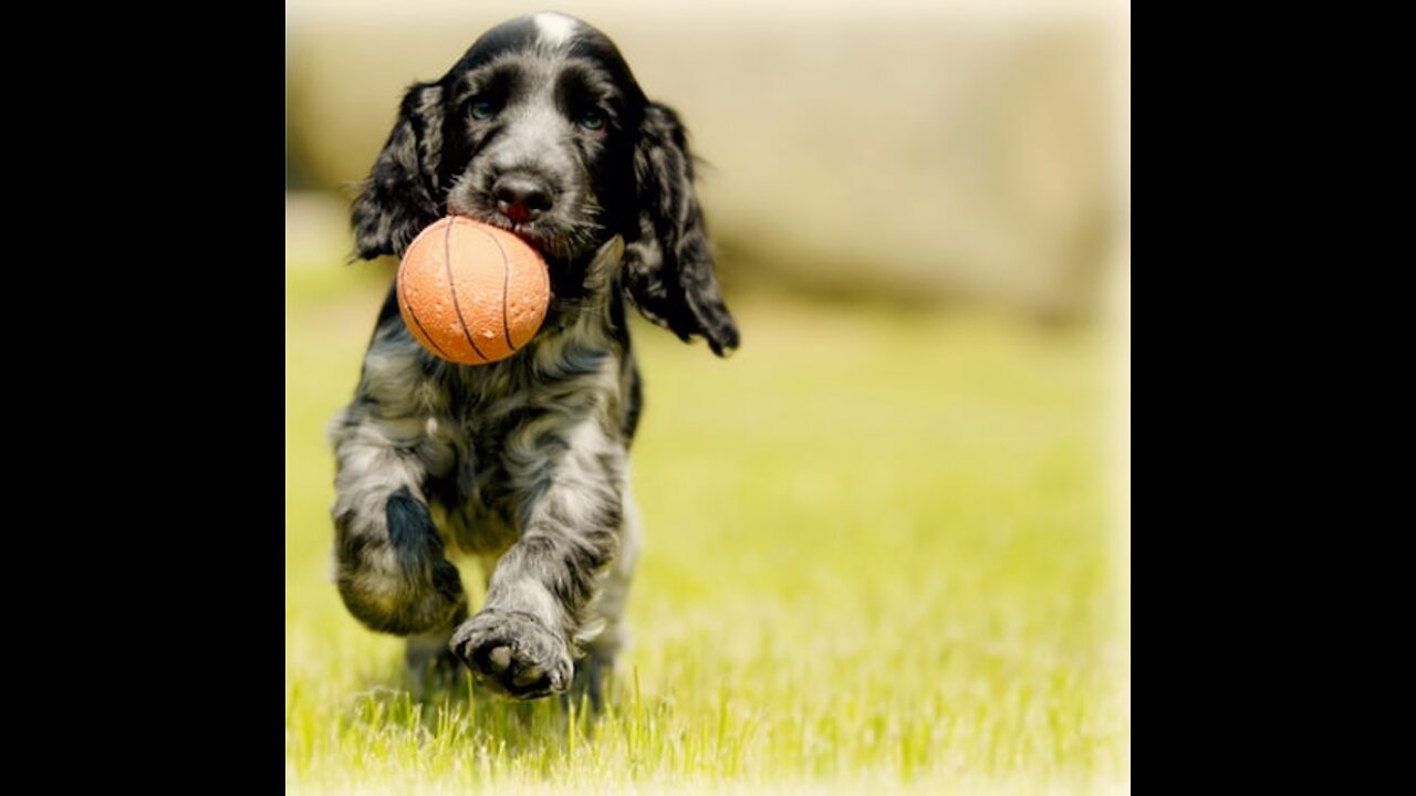 Cute dog defending a ball - FUNNY & CUTE
