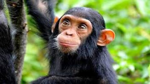 Mating animals _ hard mating _ Mating chimpanzi