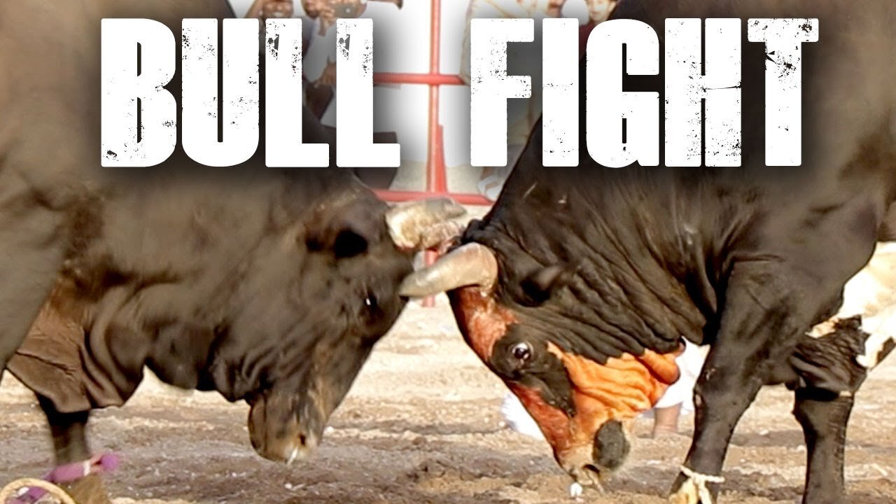 bull fighting street