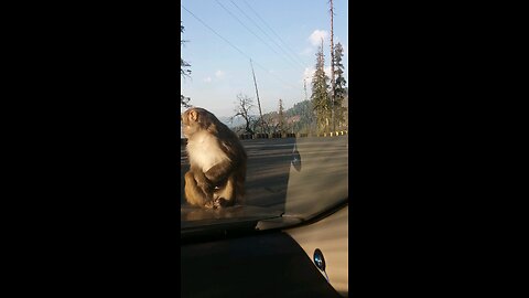 Monkey on my car