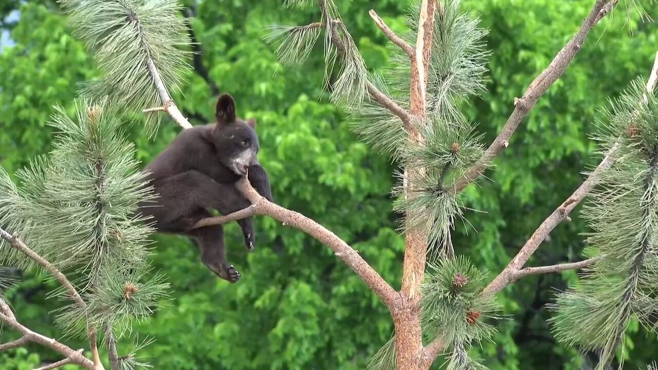 "The World of Bears: Majestic Giants of the Wild"