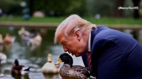 Cats & Ducks For Trump...