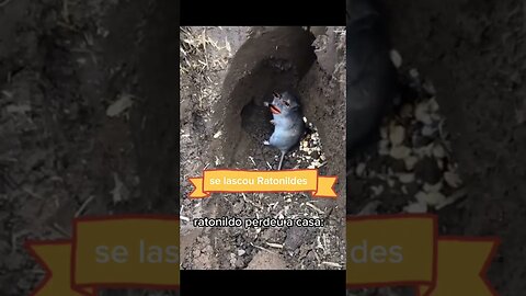 Ratonildes perdeu a casa