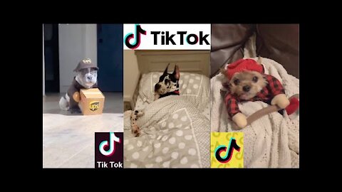 Tik Tok - Dogs Tik Tok Compilations