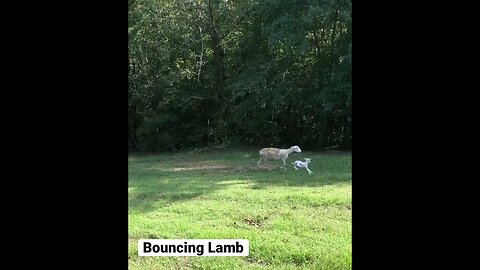 Bouncing Lamb with Mamma