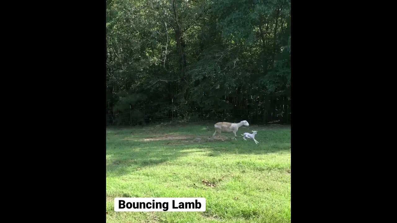 Bouncing Lamb with Mamma