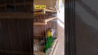 كوبلا طائر الفيشر كيوت روعة
