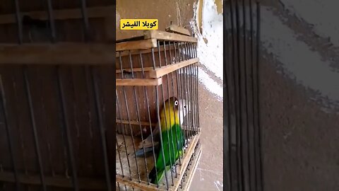 كوبلا طائر الفيشر كيوت روعة