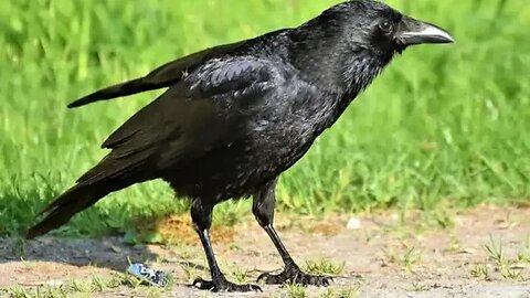 Birds Walking! - Albaqarah - Verse 260 - Quran in English - Session 288