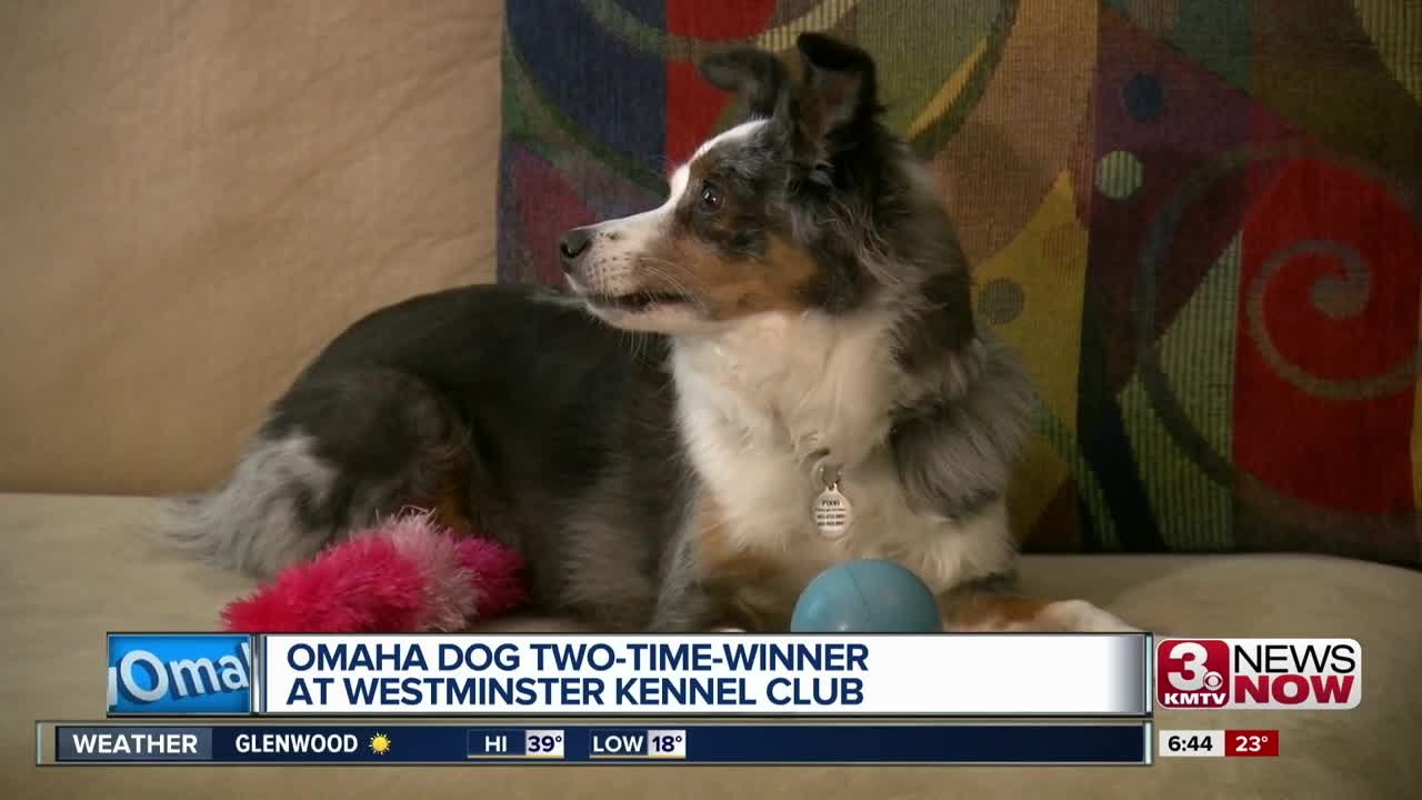 Omaha dog a two-time winner at Westminster Kennel Club