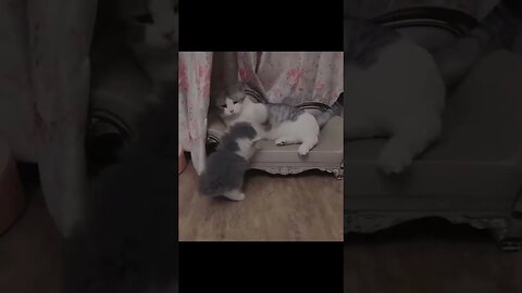 Cats a Mean! But super cute