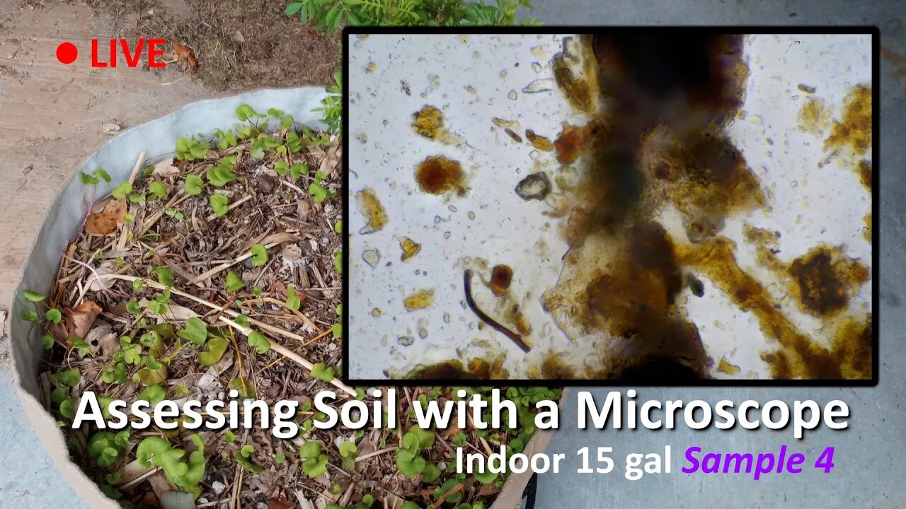 Live Soil Microscopy! Assessing Indoor Soil SAMPLE 4! Added JMS!